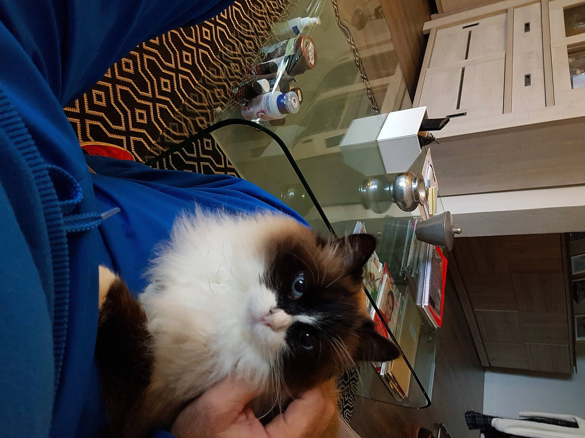 Daphnee a rejoint le concours — aidez-le/la à gagner de superbes lots ! birman, carnivore, cat, companion_dog, electric_blue, fawn, felidae, fur, siamese, small_to_medium_sized_cats, tail, whiskers