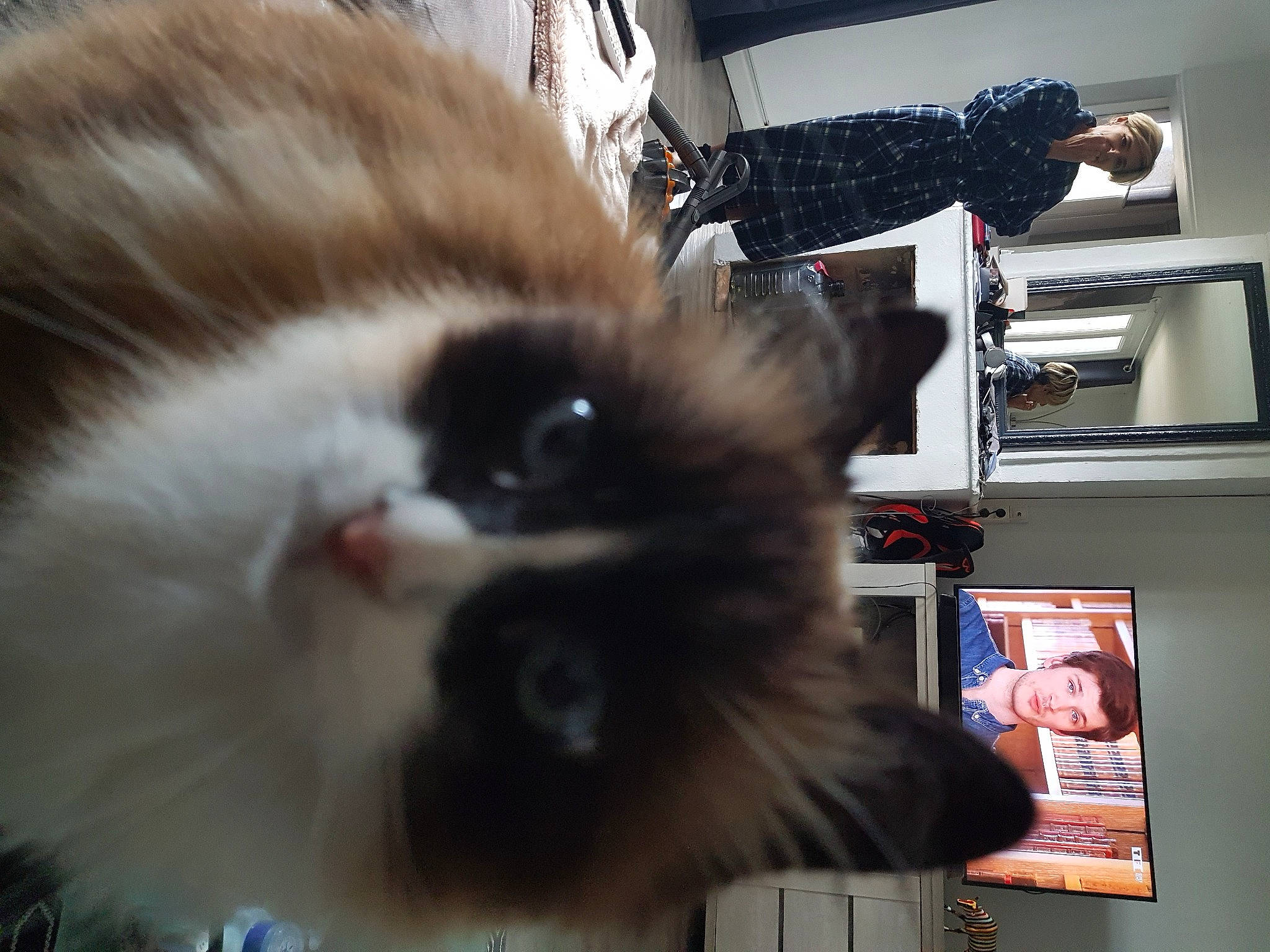 Daphnee participe au concours pour gagner de l'argent avec cette photo : british_longhair, canidae, carnivore, cat, claw, companion_dog, fawn, felidae, fur, mammal, paw, photo_caption, ragdoll, room, small_to_medium_sized_cats, snout, tail, terrestrial_animal, vertebrate, whiskers