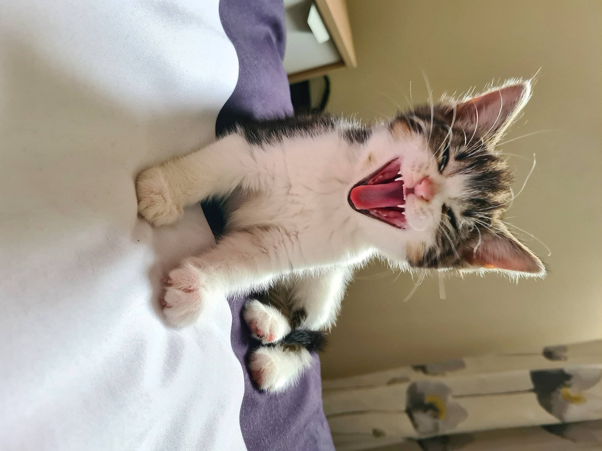 Sassy joined the competition — help win amazing prizes! carnivore, cat, claw, collar, comfort, domestic_short_haired_cat, ear, eyelash, fang, felidae, foot, fur, gesture, paw, small_to_medium_sized_cats, snout, tail, whiskers