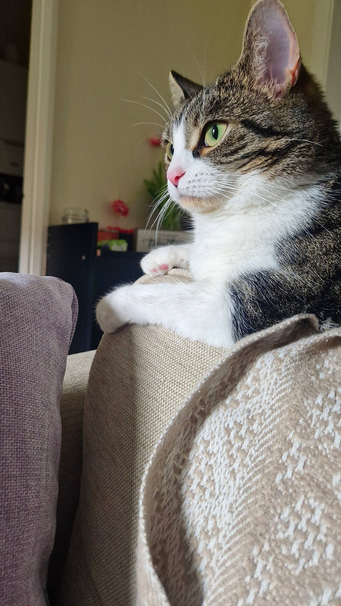 Tutu joined the competition — help win amazing prizes! carnivore, cat, cat_furniture, comfort, couch, domestic_short_haired_cat, felidae, fur, linens, paw, sitting, small_to_medium_sized_cats, snout, tail, whiskers, wool, woolen, woven_fabric