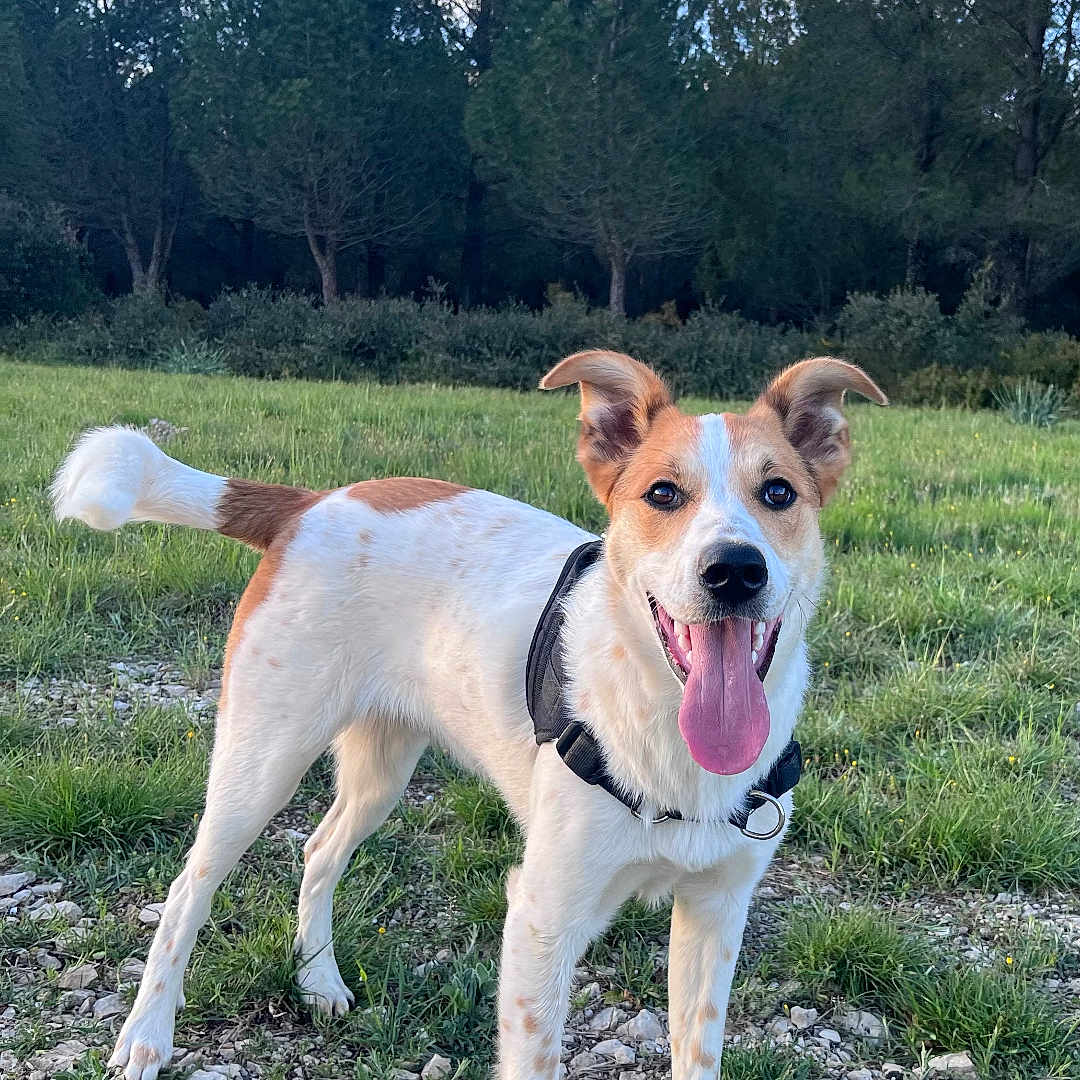 Zeus participe au concours pour gagner de l'argent avec cette photo : accessories, animal, canine, dog, field, grass, grassland, grove, land, nature, outdoors, park, pet, plant, rock, soil, strap, tree, vegetation, woodland