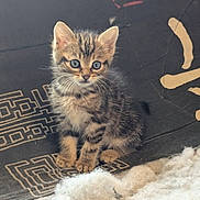 Leon a rejoint le concours — aidez-le/la à gagner de superbes lots ! kitten, cat, tabby, blue_eyes, small, fur, sitting, alert, indoor, fabric, pattern, soft, fluffy, cute, animal, pet, whiskers, ears, front_paws, young