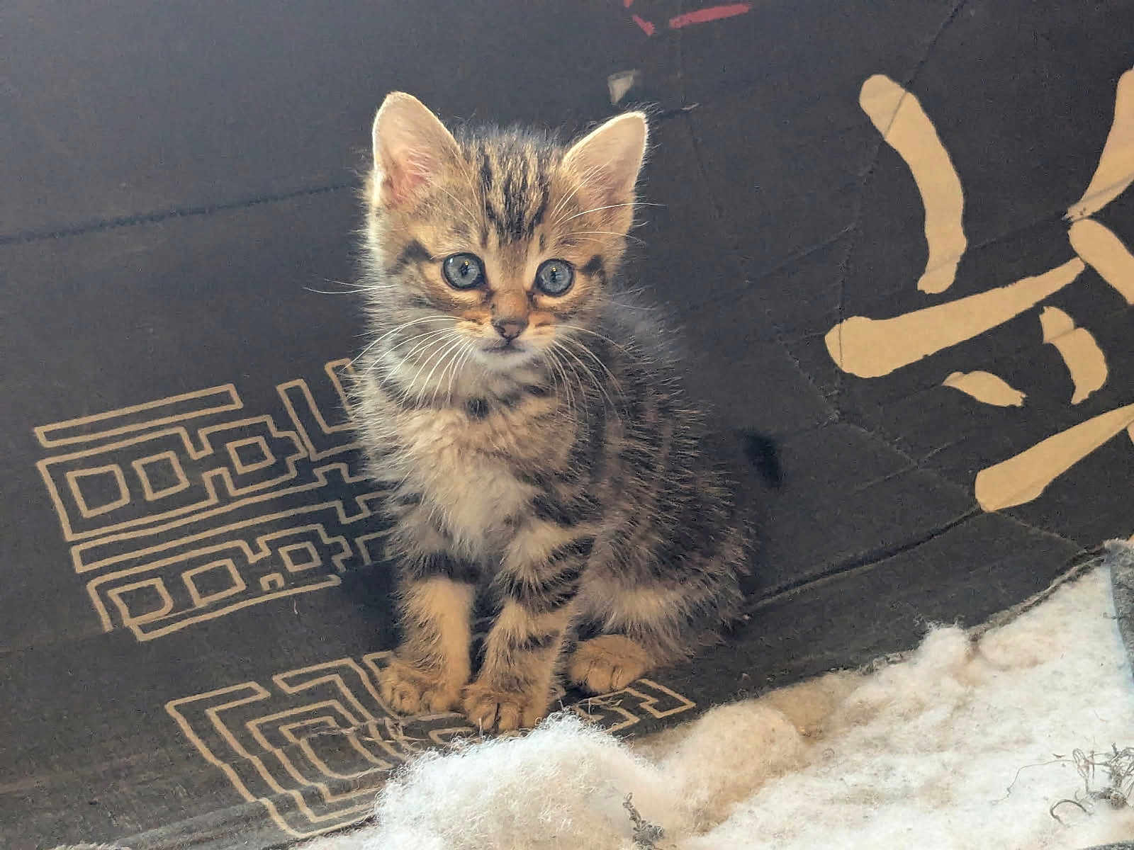 Leon a rejoint le concours — aidez-le/la à gagner de superbes lots ! kitten, cat, tabby, blue_eyes, small, fur, sitting, alert, indoor, fabric, pattern, soft, fluffy, cute, animal, pet, whiskers, ears, front_paws, young