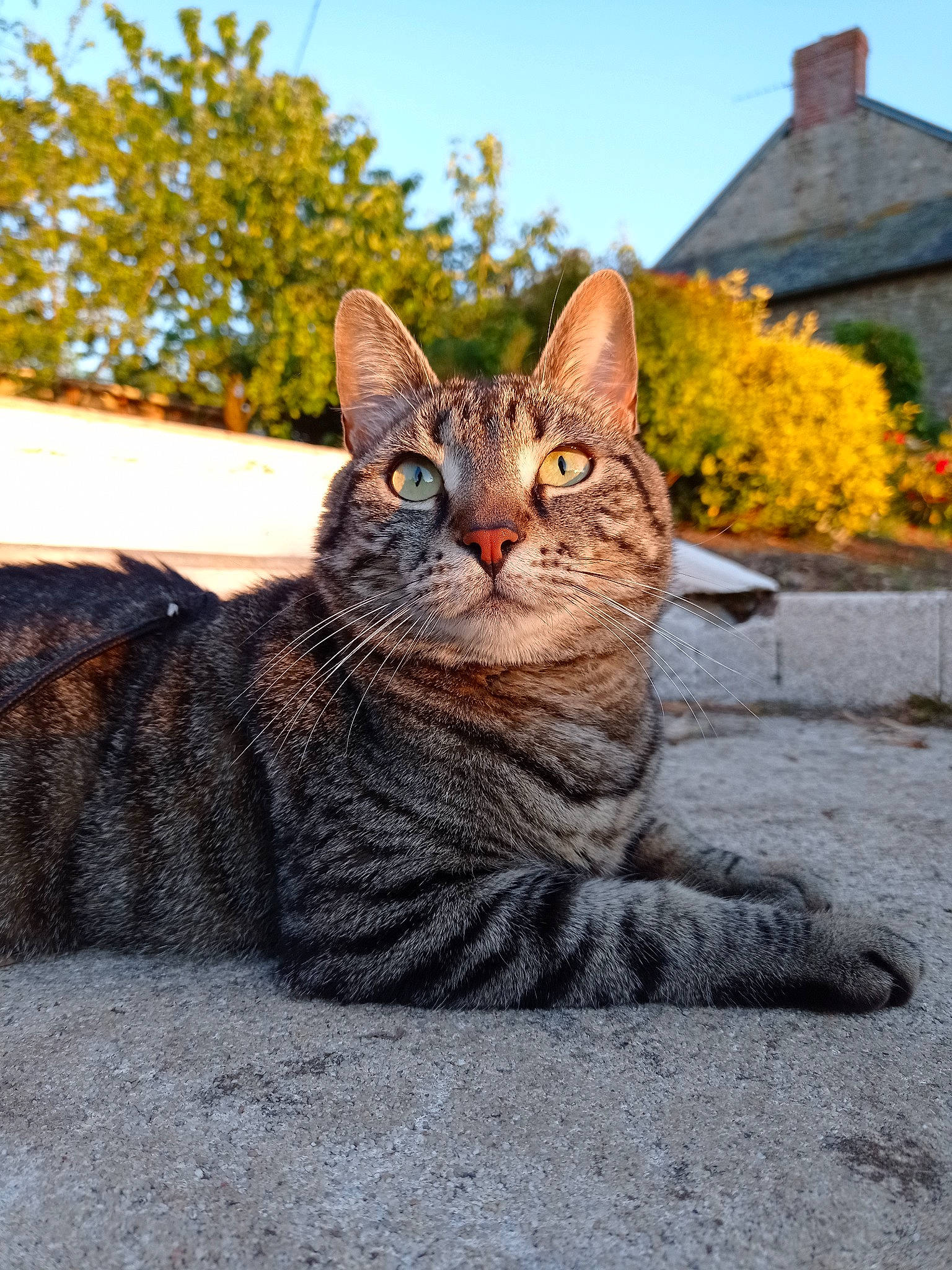 Pépite a rejoint le concours — aidez-le/la à gagner de superbes lots ! building, carnivore, cat, domestic_short_haired_cat, felidae, fur, grass, grey, plant, road_surface, sitting, sky, small_to_medium_sized_cats, snout, tail, terrestrial_animal, tree, whiskers, wildlife, window