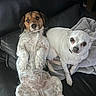 Minus Et Bonnie a rejoint le concours — aidez-le/la à gagner de superbes lots ! animal, blanket, brown_dog, canine, car, car_seat, cute, dogs, funny, indoors, leather, looking_at_camera, lying_down, pet, portrait, puppy, sitting, sprawled, two_dogs, white_dog
