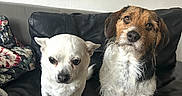Minus Et Bonnie participe au concours pour gagner de l'argent avec cette photo : animal_photography, black_sofa, brown_dog, brown_fur, chihuahua, couch, dogs, floral_cushion, indoor, living_room, pet_portrait, scruffy_dog, serious_expression, sitting, standing, terrier, textured_wall, two_dogs, white_dog, white_fur