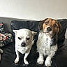 animal_photography, black_sofa, brown_dog, brown_fur, chihuahua, couch, dogs, floral_cushion, indoor, living_room, pet_portrait, scruffy_dog, serious_expression, sitting, standing, terrier, textured_wall, two_dogs, white_dog, white_fur