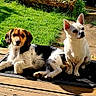 Minus Et Bonnie a rejoint le concours — aidez-le/la à gagner de superbes lots ! animals, backyard, black_and_white, brown, chihuahua, deck, dogs, fur, garden, grass, lying_down, mixed_breed, outdoor, pets, portrait, puppy, sitting, sunlight, white, wood