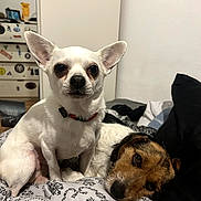 Minus Et Bonnie participe au concours pour gagner de l'argent avec cette photo : animals, bed, bedding, bedroom, blanket, brown_dog, chihuahua, collar, dog, dogs, fluffy, home, indoors, large_ears, lying_down, pets, portrait, sitting, terrier, white_dog