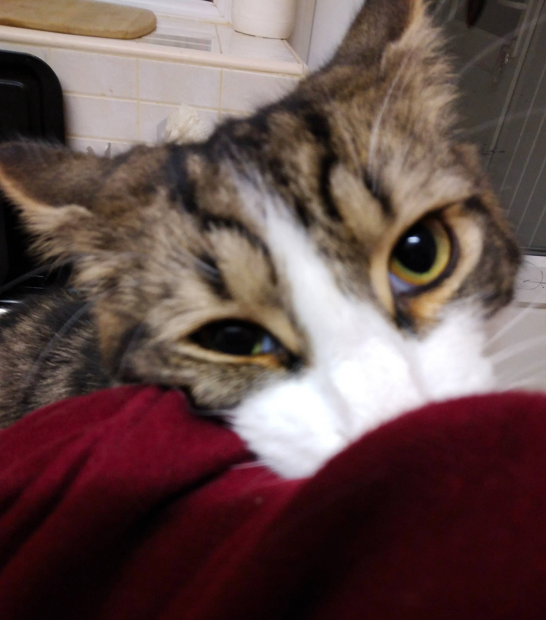 Daniel is registered to the contest to win money with this photo: cabinetry, carnivore, cat, claw, domestic_short_haired_cat, felidae, fur, paw, small_to_medium_sized_cats, snout, whiskers