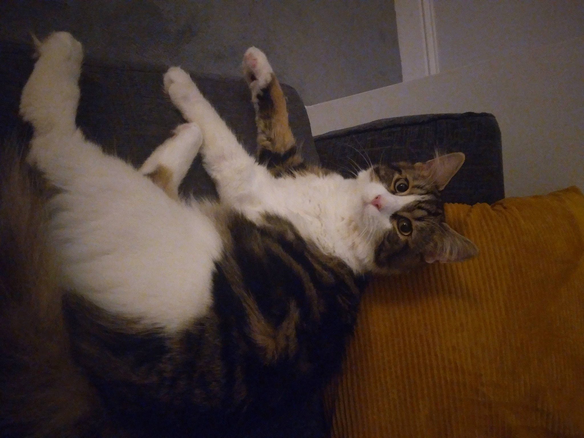 Daniel is registered to the contest to win money with this photo: canidae, carnivore, cat, claw, comfort, dog_breed, domestic_short_haired_cat, felidae, flooring, fur, hardwood, mammal, paw, room, small_to_medium_sized_cats, tail, whiskers, wood, wood_flooring