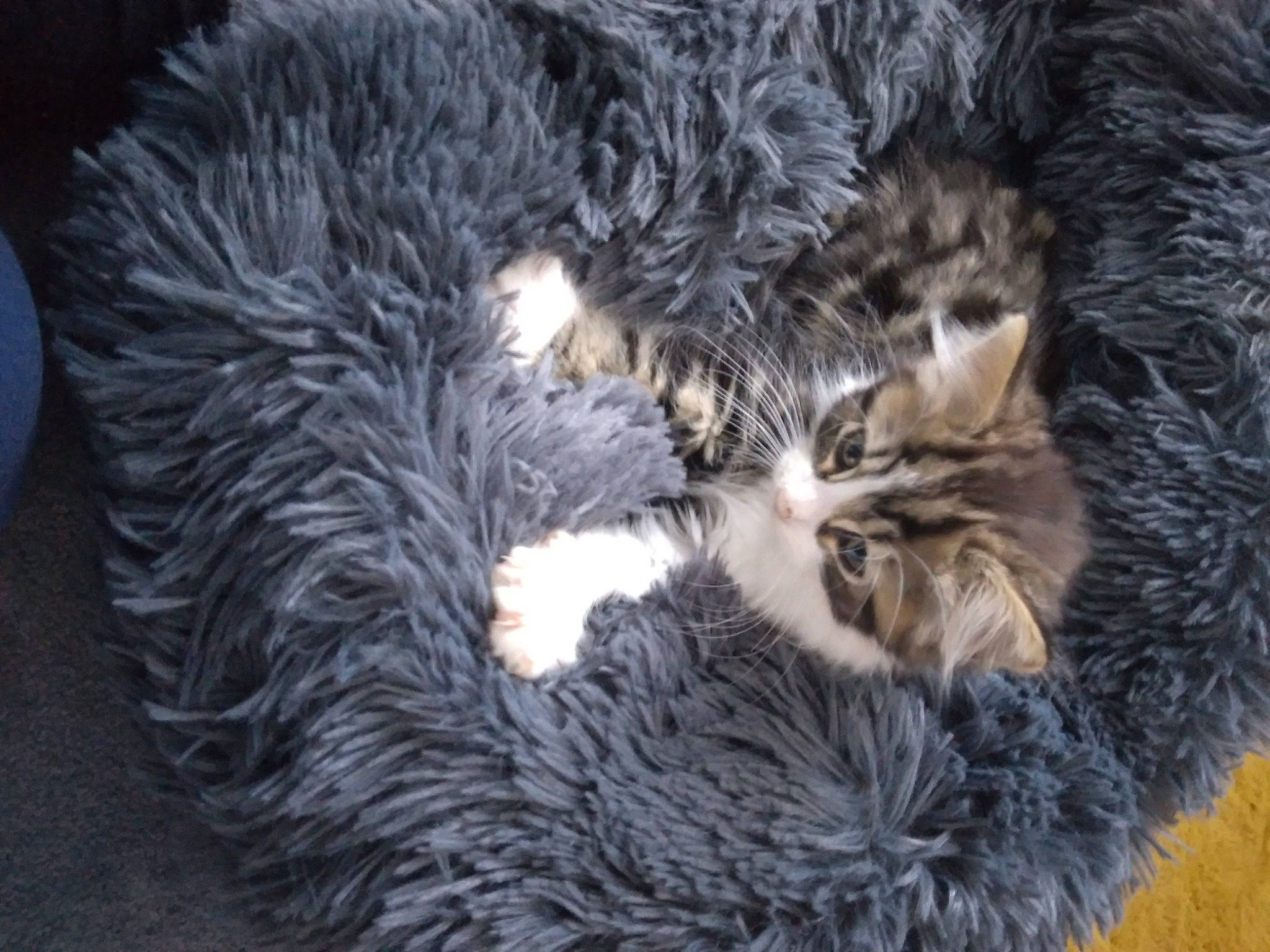 Daniel is registered to the contest to win money with this photo: cap, carnivore, cat, cat_bed, claw, domestic_short_haired_cat, felidae, fur, fur_clothing, natural_material, pattern, paw, small_to_medium_sized_cats, snout, tail, whiskers, wool, woolen