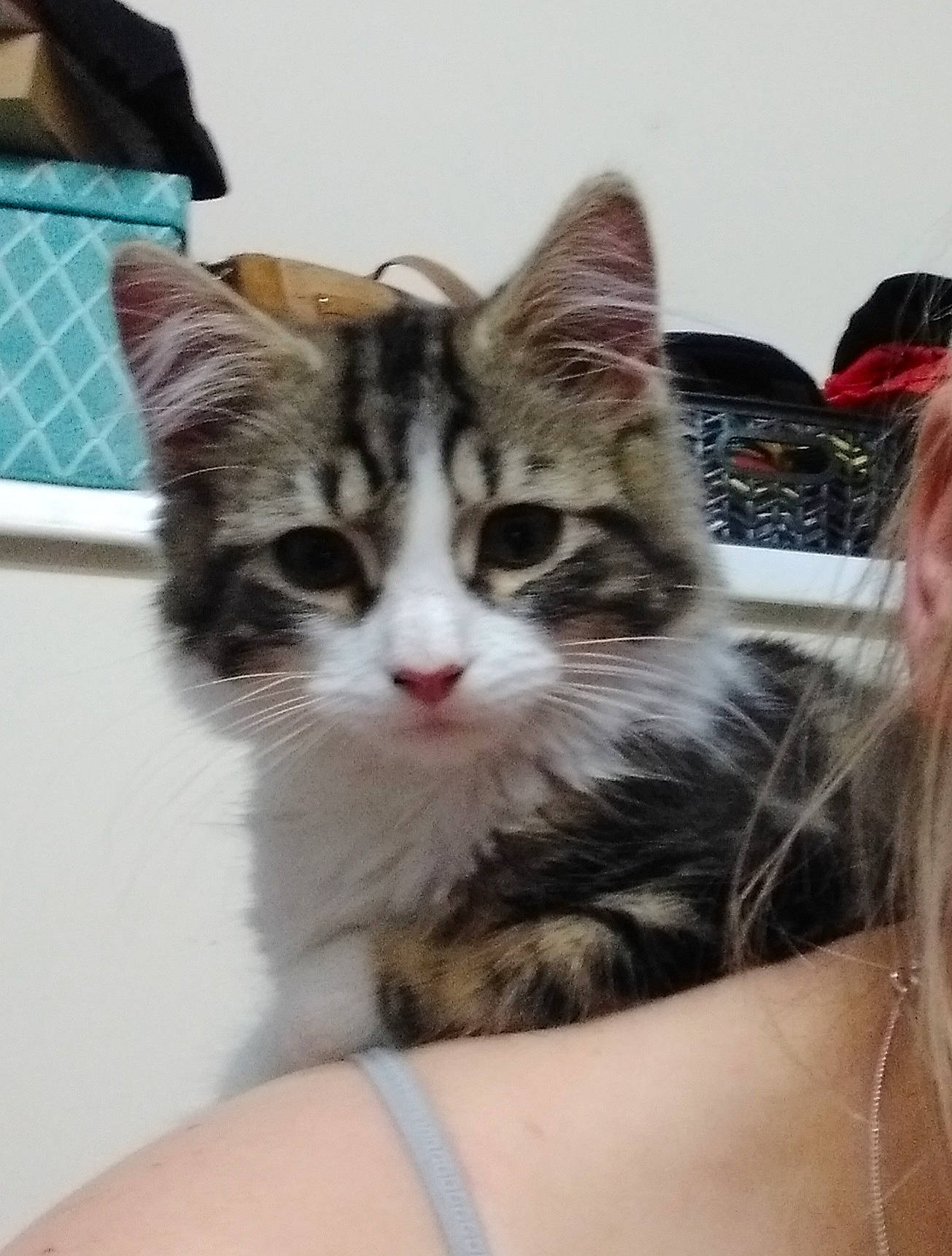 Daniel is registered to the contest to win money with this photo: carnivore, cat, claw, comfort, domestic_short_haired_cat, felidae, fur, pattern, paw, plaid, small_to_medium_sized_cats, snout, tartan, tree, whiskers, window