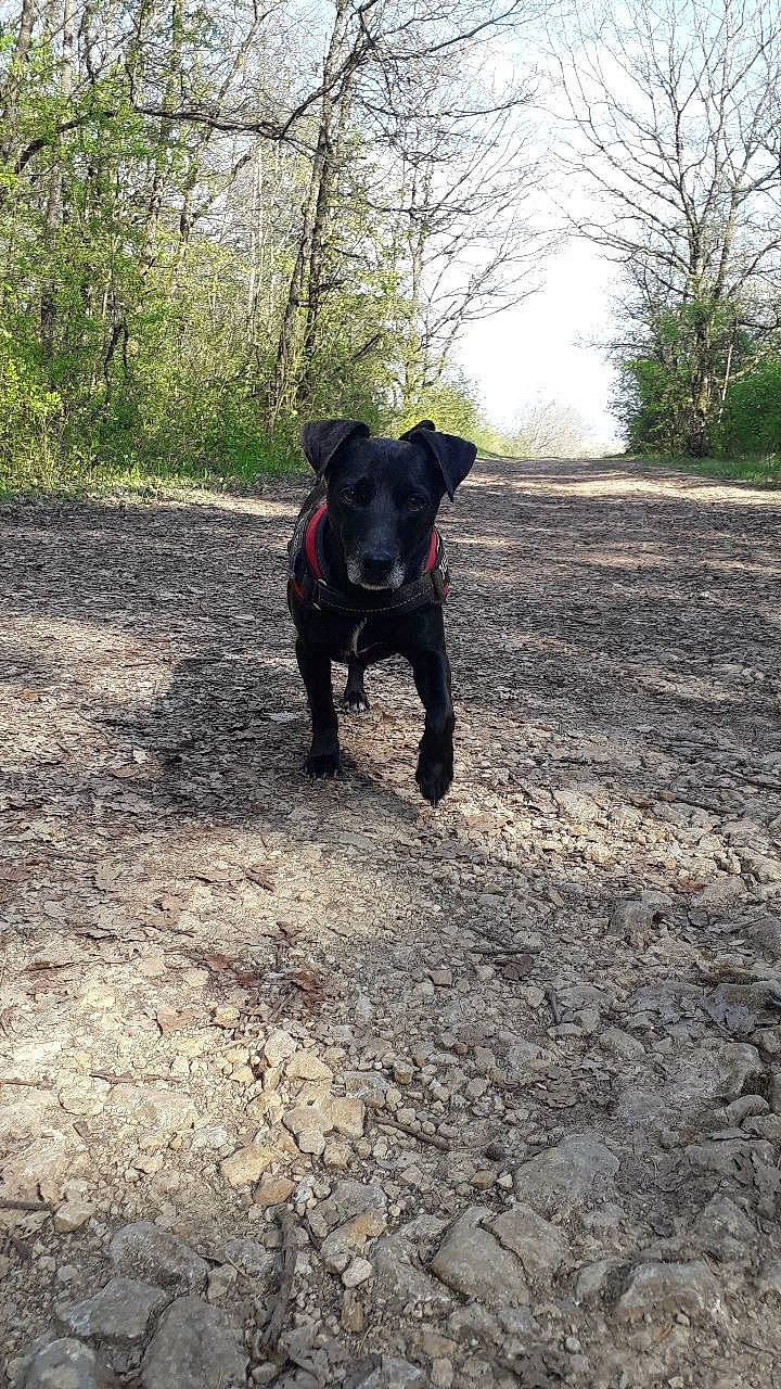 Jack a rejoint le concours — aidez-le/la à gagner de superbes lots ! adventure, canidae, carnivore, collar, companion_dog, dog, dog_breed, dog_collar, fawn, grass, leash, plant, sky, snout, soil, sporting_group, tail, tree, walking, working_animal