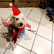 Lina participe au concours pour gagner de l'argent avec cette photo : dog, pet, costume, santa_hat, striped_sleeves, white_tile_floor, wooden_cabinet, basket, firewood, shadow, indoor, festive, holiday, cute, small_dog, standing, looking_up, toy_scissors, scarf, red_clothing