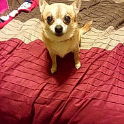 Gizzy joined the competition — help win amazing prizes! dog, small_dog, bed, comforter, red, beige, pet, animal, indoor, fur, ears, eyes, tail, cute, looking, sitting, home, cozy, blanket, canine