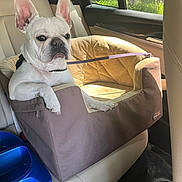 Stella joined the competition — help win amazing prizes! dog, french_bulldog, car, car_seat, pet_bed, leash, sunlight, window, blue_bowl, interior, seat, animal, pet, resting, canine, leather_seat, daylight, vehicle, comfort, portrait
