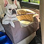 dog, french_bulldog, car, car_seat, pet_bed, leash, sunlight, window, blue_bowl, interior, seat, animal, pet, resting, canine, leather_seat, daylight, vehicle, comfort, portrait