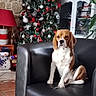 Vany a rejoint le concours — aidez-le/la à gagner de superbes lots ! animal, beagle, cabinet, christmas_tree, couch, decor, dog, festive, furniture, holiday, home, indoor, leather, ornaments, pet, plant, red_lamp, relaxed, snowman_decoration, tile_floor