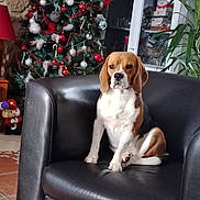 Vany participe au concours pour gagner de l'argent avec cette photo : animal, beagle, black_leather, cabinet, candy_canes, chair, christmas_tree, decor, dog, festive, floor_tiles, furniture, holiday, indoor, living_room, ornaments, pet, plant, seated, snowman_decoration