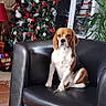 animal, beagle, black_leather, cabinet, candy_canes, chair, christmas_tree, decor, dog, festive, floor_tiles, furniture, holiday, indoor, living_room, ornaments, pet, plant, seated, snowman_decoration