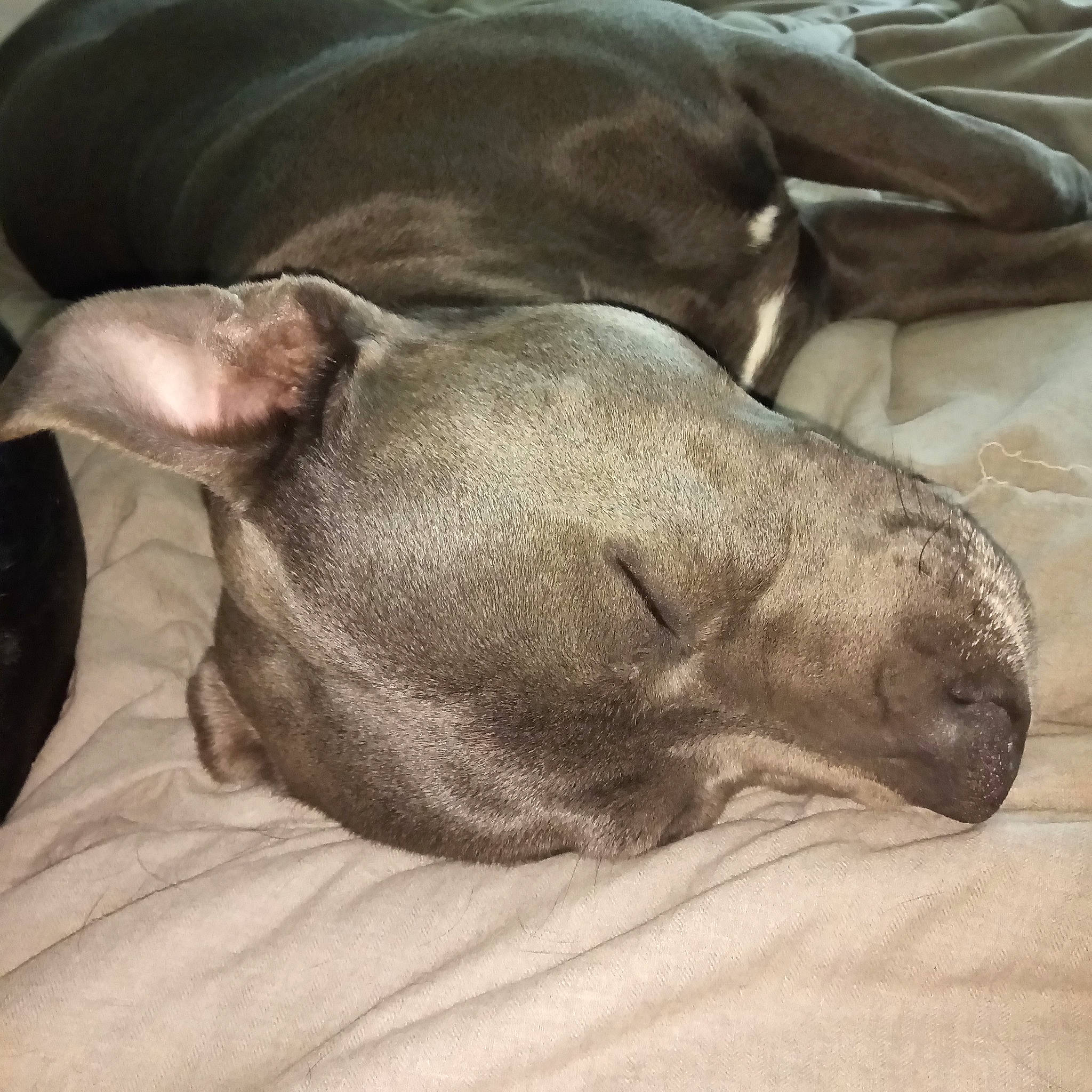 Panama a rejoint le concours — aidez-le/la à gagner de superbes lots ! carnivore, comfort, companion_dog, dog, dog_breed, fawn, fur, grey, liver, marine_mammal, metal, nap, non_sporting_group, paw, snout, sporting_group, terrestrial_animal, whiskers, working_animal, wrinkle