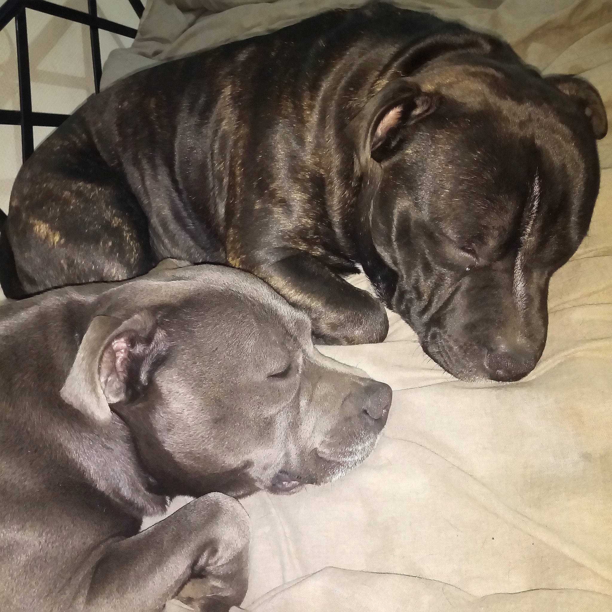 Panama a rejoint le concours — aidez-le/la à gagner de superbes lots ! canidae, carnivore, collar, comfort, companion_dog, dog, dog_breed, dog_collar, ear, fawn, fur, giant_dog_breed, guard_dog, gun_dog, liver, snout, sporting_group, whiskers, working_animal, working_dog