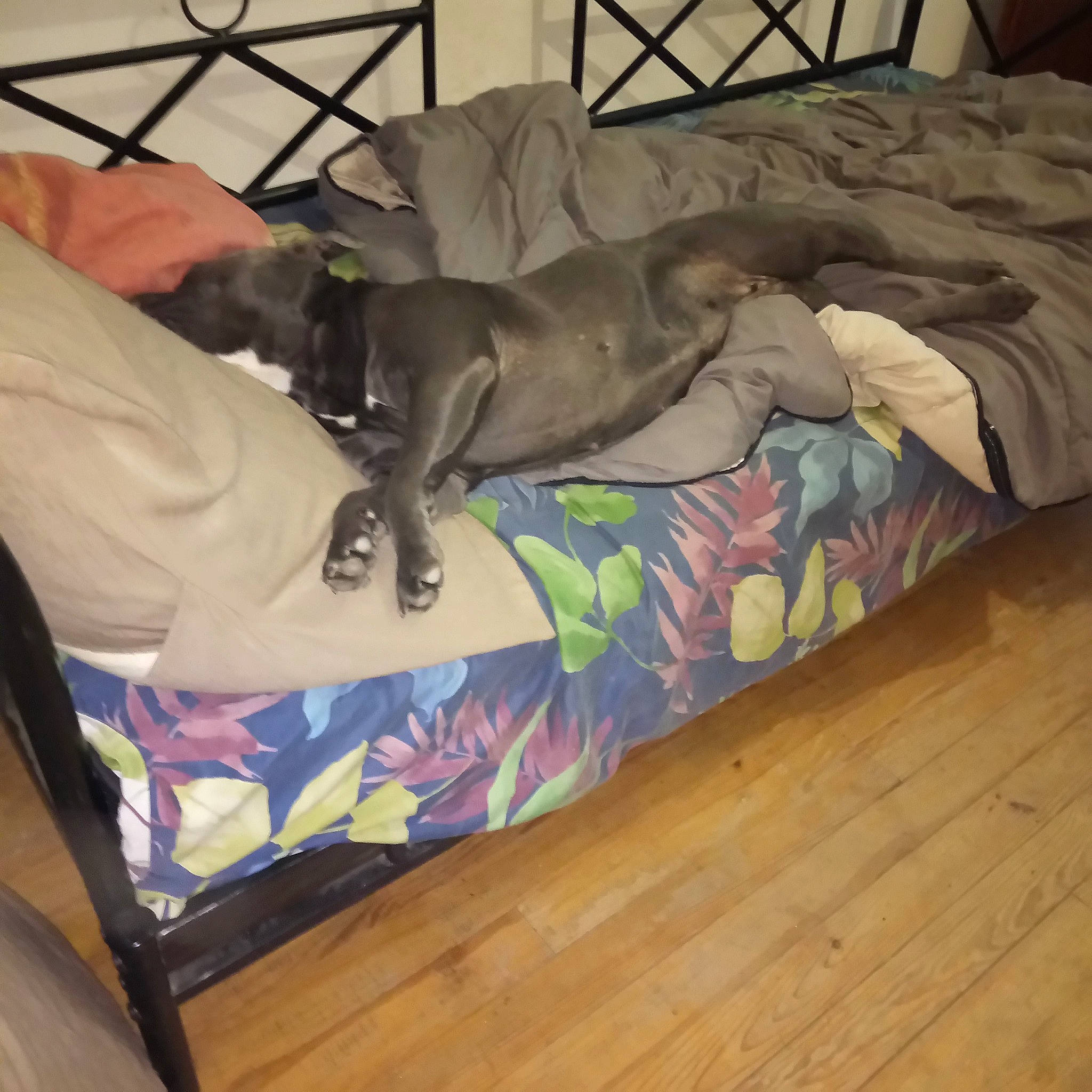 Panama a rejoint le concours — aidez-le/la à gagner de superbes lots ! carnivore, comfort, companion_dog, dog, dog_breed, dog_supply, fawn, flooring, guard_dog, hardwood, laminate_flooring, linens, nap, pattern, room, sporting_group, toy_dog, wood, wood_flooring, working_animal