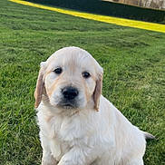 Bayron participe au concours pour gagner de l'argent avec cette photo : puppy, golden_retriever, dog, grass, outdoor, greenery, hedge, tree, house, sky, cute, pet, animal, young, sitting, nature, sunlight, daytime, fur, mammal