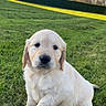 puppy, golden_retriever, dog, grass, outdoor, greenery, hedge, tree, house, sky, cute, pet, animal, young, sitting, nature, sunlight, daytime, fur, mammal