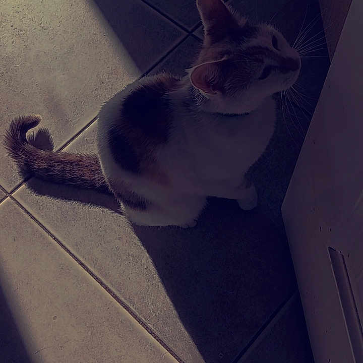 Moumoune