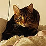 cat, tabby, pet, animal, feline, whiskers, ears, eyes, bed, blanket, indoor, cozy, striped_fur, curious, alert, soft_lighting, shadow, resting, portrait, closeup