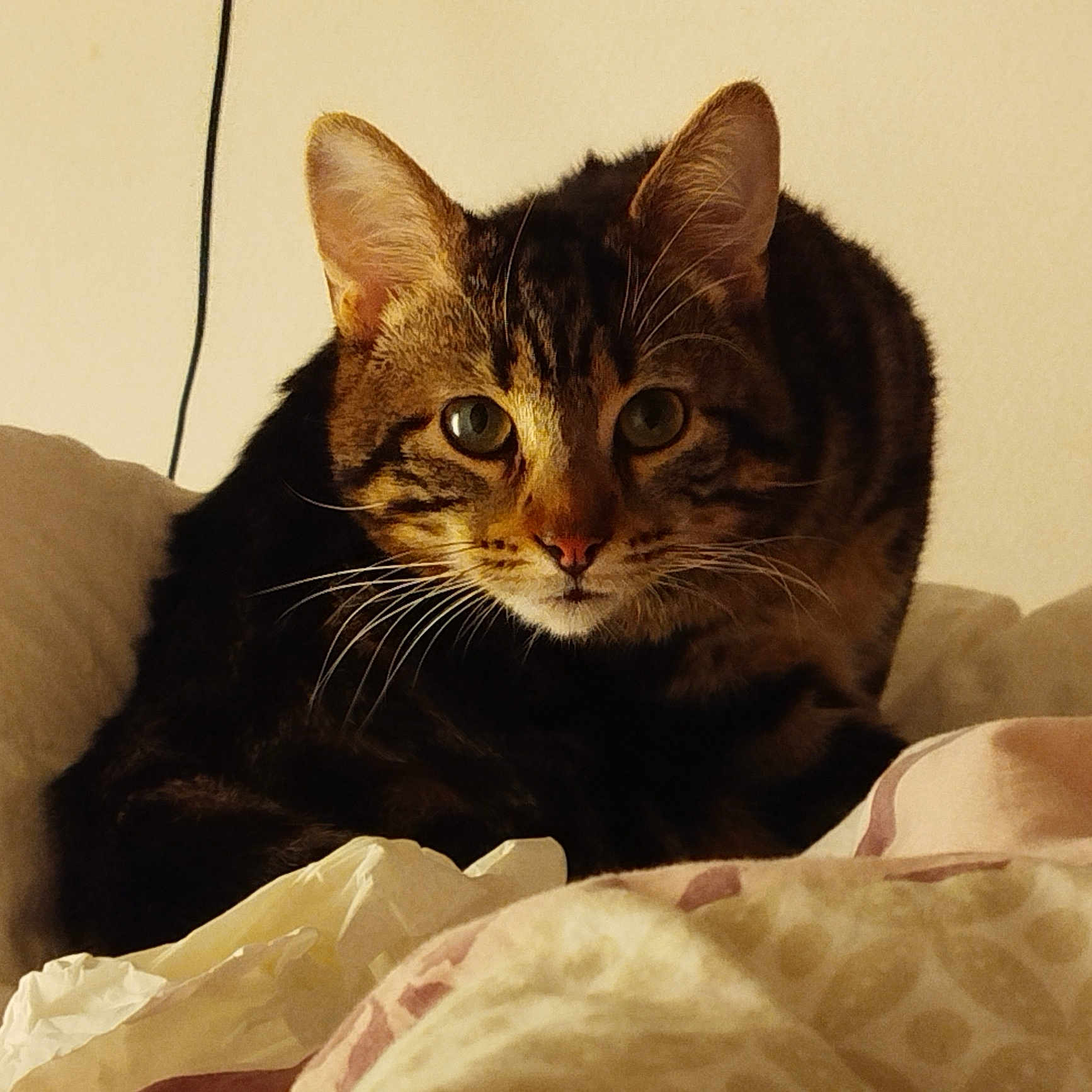 Loki