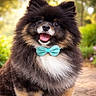 black_fur, bokeh, bow_tie, bright_eyes, close_up, collar, cute, dog, flowers, furry, greenery, happy, outdoor, pet, pointy_ears, pomeranian, portrait, smile, tongue, white_chest