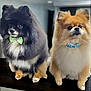 dog, pomeranian, pets, bow_tie, fluffy, portrait, cute, pair, indoor, countertop, furry, black_pomeranian, tan_pomeranian, eyes, nose, paws, groomed, pet_accessory, sitting, companion