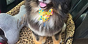 Smokey is registered to the contest to win money with this photo: dog, pomeranian, pet, fluffy, bow_tie, leopard_print, pet_bed, toy, car_interior, passenger_seat, smiling, tongue_out, black_and_tan, cushion, seatbelt, close_up, happy, collar, cozy, vehicle