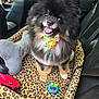 dog, pomeranian, pet, fluffy, bow_tie, leopard_print, pet_bed, toy, car_interior, passenger_seat, smiling, tongue_out, black_and_tan, cushion, seatbelt, close_up, happy, collar, cozy, vehicle