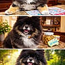 Smokey is registered to the contest to win money with this photo: beaded_collar, black_fur, bokeh, bow_tie, close_up, dog, fluffy, happy, indoor, jar, outdoor, pet, pomeranian, portrait, small_dog, smiling, table, tongue_out, treats, white_chest