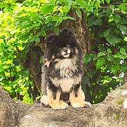 Smokey is registered to the contest to win money with this photo: dog, pomeranian, pet, fluffy, fur, paws, collar, tag, bow, rock, tree, leaves, foliage, outdoors, nature, portrait, cute, sitting, eyes, sunlight