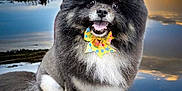 Smokey joined the competition — help win amazing prizes! dog, pomeranian, black_and_gray, bow_tie, sunset, lake, reflection, rock, fur, fluffy, smiling, portrait, paws, outdoor, water, adorable, pet, sitting, groomed, happy