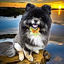 dog, pomeranian, black_and_gray, bow_tie, sunset, lake, reflection, rock, fur, fluffy, smiling, portrait, paws, outdoor, water, adorable, pet, sitting, groomed, happy
