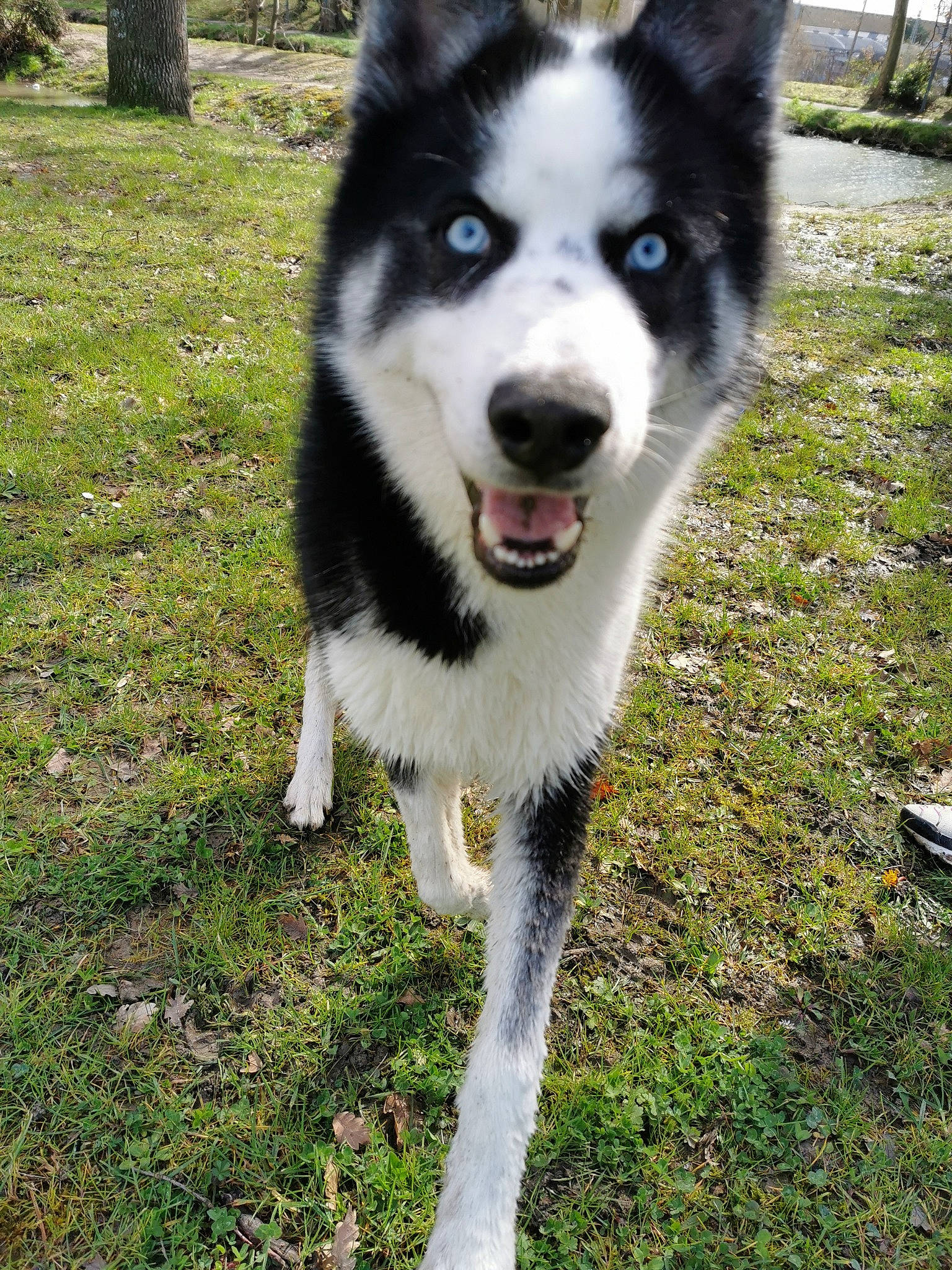 Jacob participe au concours pour gagner de l'argent avec cette photo : alaskan_malamute, australian_collie, canadian_eskimo_dog, canidae, carnivore, dog, dog_breed, greenland_dog, lapponian_herder, mammal, native_american_indian_dog, sakhalin_husky, seppala_siberian_sleddog, siberian_husky, sled_dog, snout, sporting_group, tamaskan_dog, vertebrate, working_dog