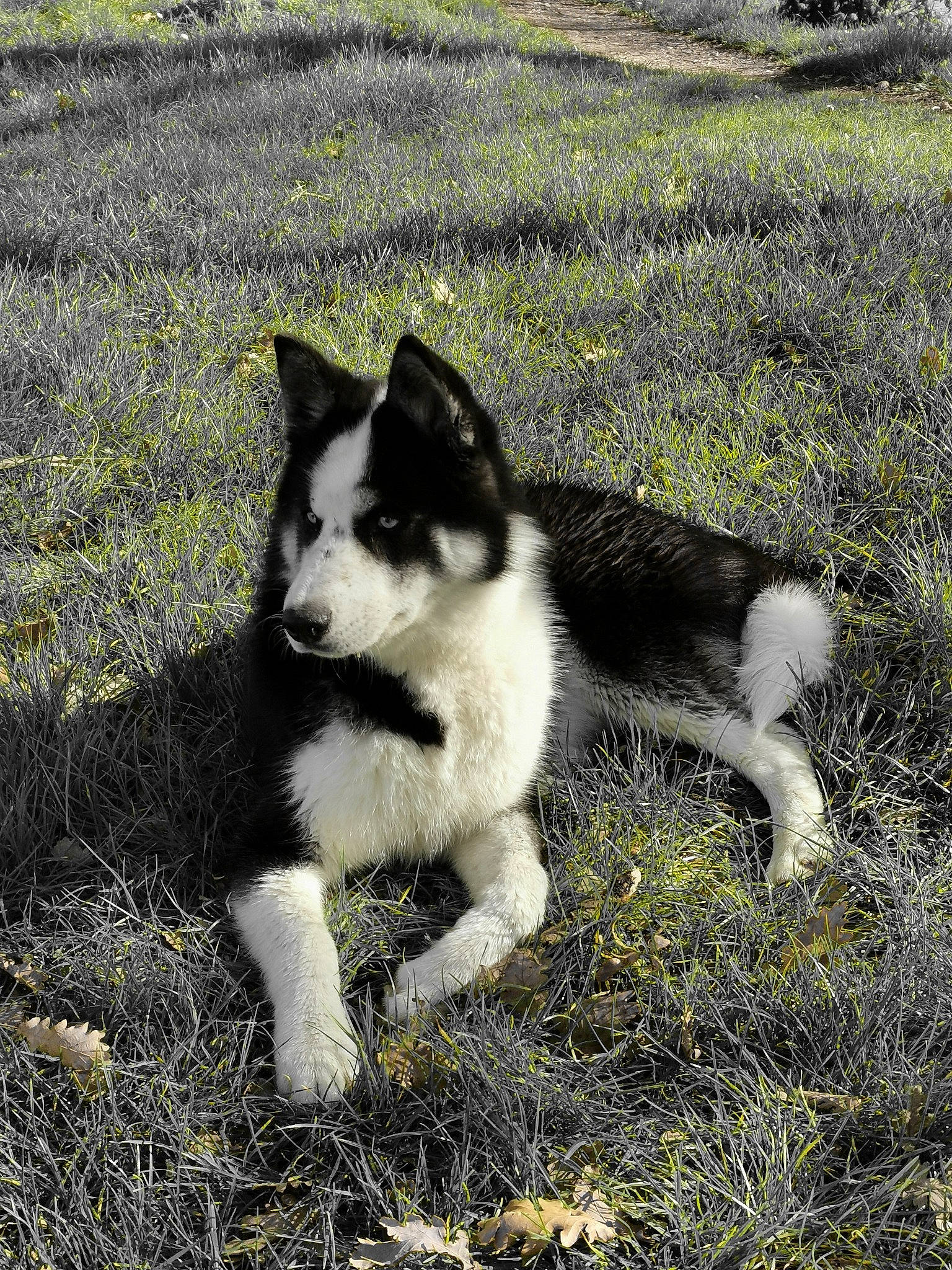 Jacob participe au concours pour gagner de l'argent avec cette photo : alaskan_klee_kai, alaskan_malamute, canadian_eskimo_dog, canidae, carnivore, dog, dog_breed, east_siberian_laika, greenland_dog, lapponian_herder, mammal, native_american_indian_dog, russo_european_laika, sakhalin_husky, seppala_siberian_sleddog, siberian_husky, sled_dog, vertebrate, west_siberian_laika, wolfdog