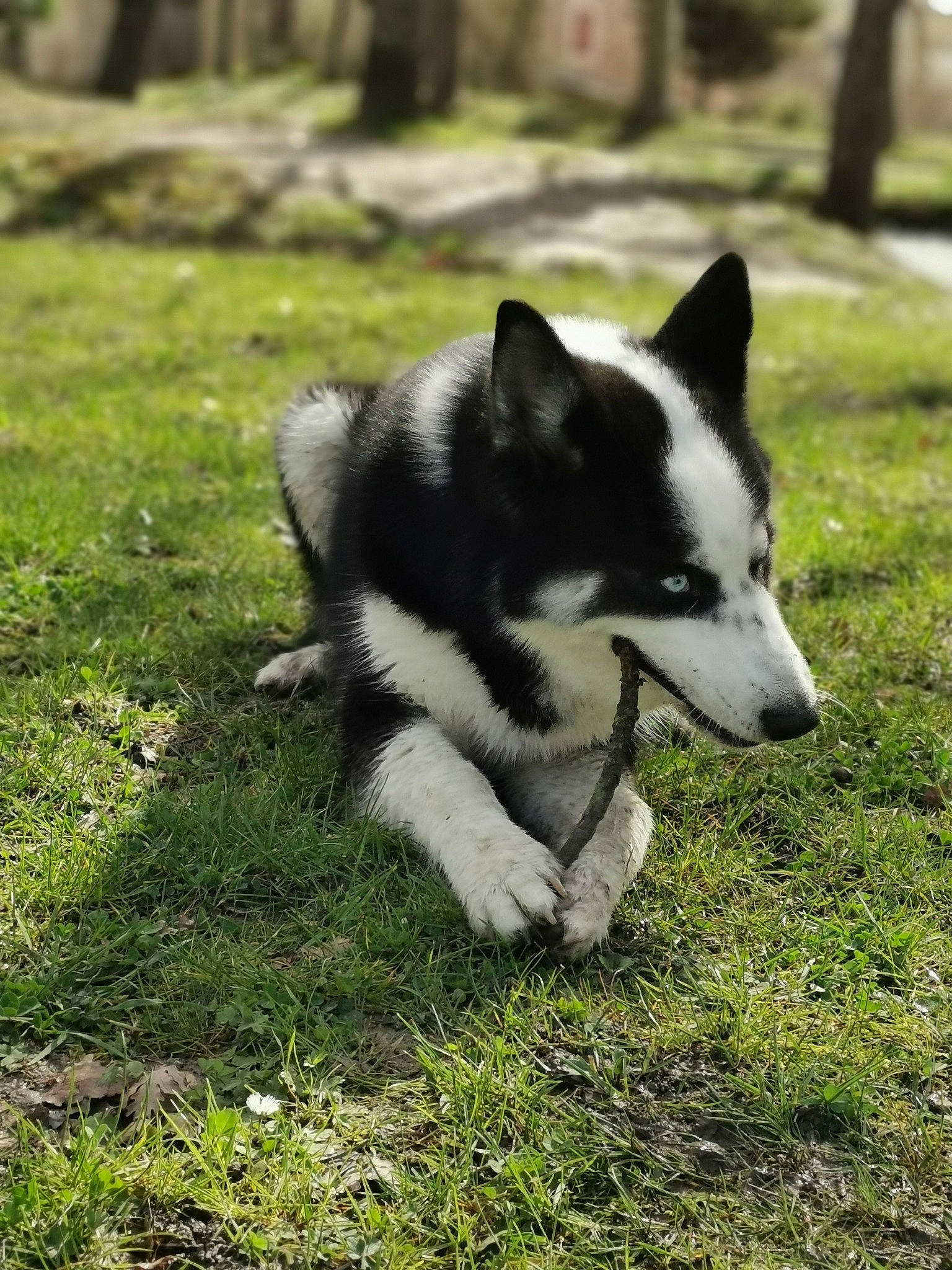 Jacob a rejoint le concours — aidez-le/la à gagner de superbes lots ! canaan_dog, canadian_eskimo_dog, canidae, carnivore, dog, dog_breed, east_siberian_laika, grass, greenland_dog, karelian_bear_dog, laika, mammal, native_american_indian_dog, rare_breed_dog, russo_european_laika, sakhalin_husky, seppala_siberian_sleddog, siberian_husky, vertebrate, west_siberian_laika