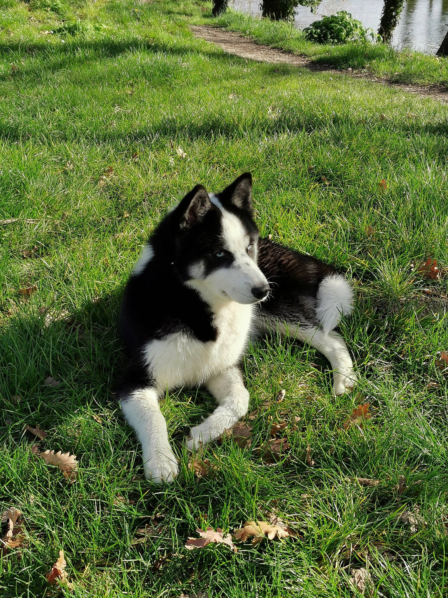 Jacob participe au concours pour gagner de l'argent avec cette photo : alaskan_klee_kai, alaskan_malamute, canidae, carnivore, dog, dog_breed, east_siberian_laika, grass, karelian_bear_dog, laika, mammal, native_american_indian_dog, rare_breed_dog, russo_european_laika, sakhalin_husky, siberian_husky, sporting_group, vertebrate, west_siberian_laika, working_dog