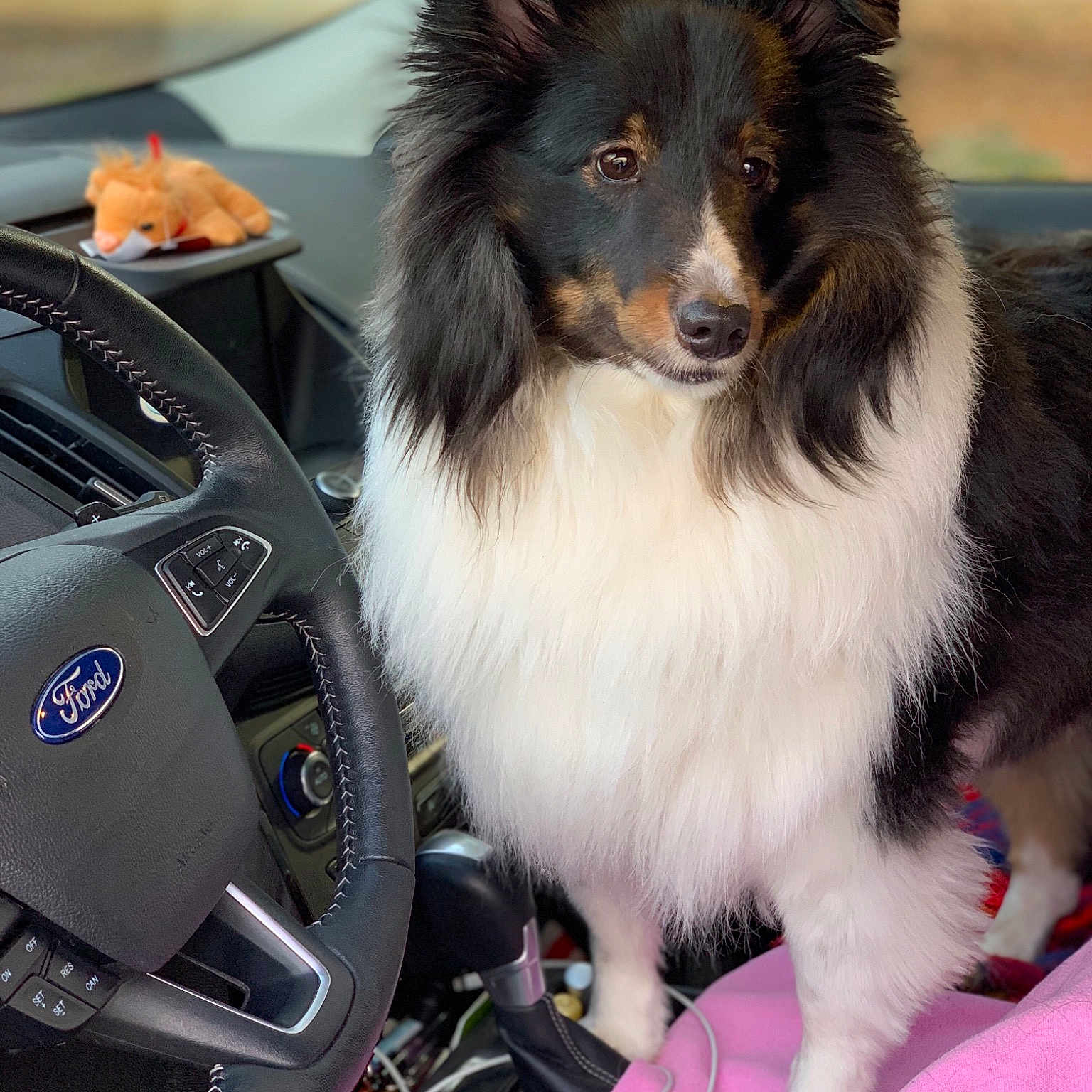 Sullivan is registered to the contest to win money with this photo: australian_shepherd, border_collie, canidae, carnivore, collie, companion_dog, dog, dog_breed, fur, herding_dog, rough_collie, shetland_sheepdog, snout, sporting_group