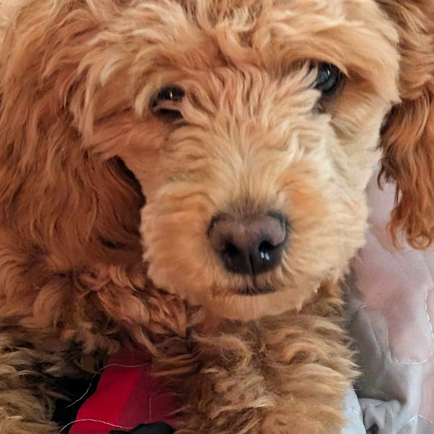 Cammy joined the competition — help win amazing prizes! dog, puppy, curly_fur, close_up, brown_fur, pet, canine, nose, eyes, fur_texture, resting, indoors, soft_surface, cute, animal, portrait, fluffy, cozy, domestic_animal, mammal