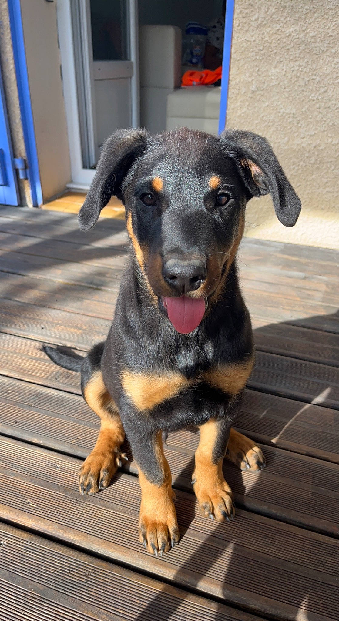 Bagherra a rejoint le concours — aidez-le/la à gagner de superbes lots ! canidae, carnivore, companion_dog, dog, dog_breed, fawn, fur, guard_dog, pet_supply, rottweiler, snout, sporting_group, terrestrial_animal, wood, working_animal, working_dog