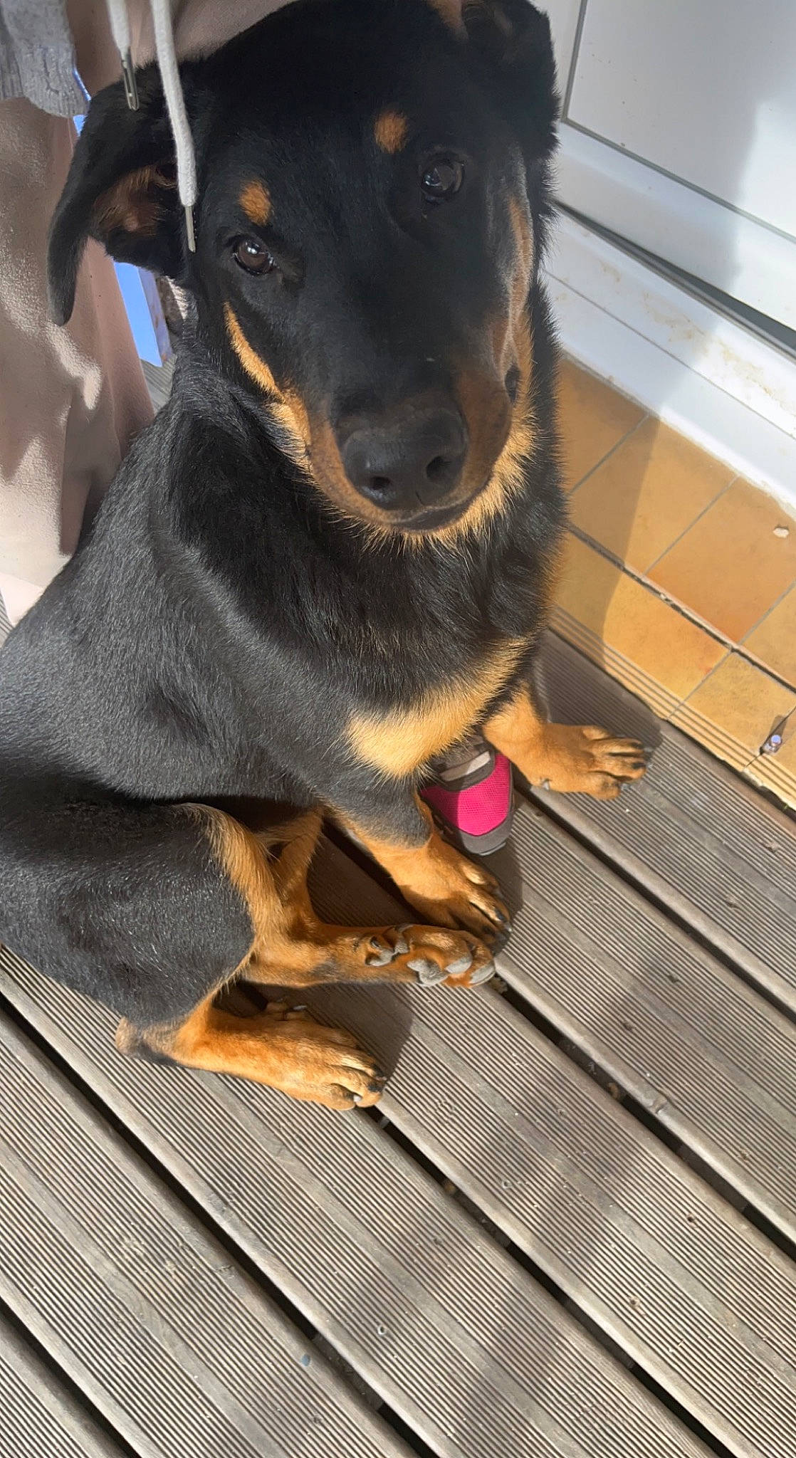 Bagherra a rejoint le concours — aidez-le/la à gagner de superbes lots ! canidae, carnivore, collar, companion_dog, dog, dog_breed, flooring, fur, guard_dog, paw, pet_supply, pinscher, snout, sporting_group, toy_dog, whiskers, working_animal, working_dog