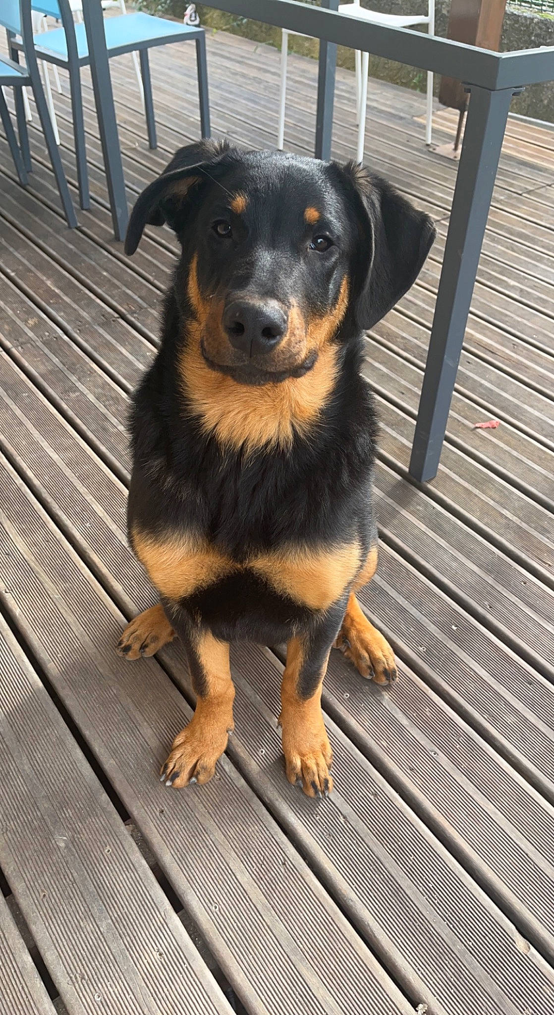 Bagherra a rejoint le concours — aidez-le/la à gagner de superbes lots ! canidae, carnivore, companion_dog, dog, dog_breed, fur, hardwood, rottweiler, snout, sporting_group, terrestrial_animal, wood, working_dog